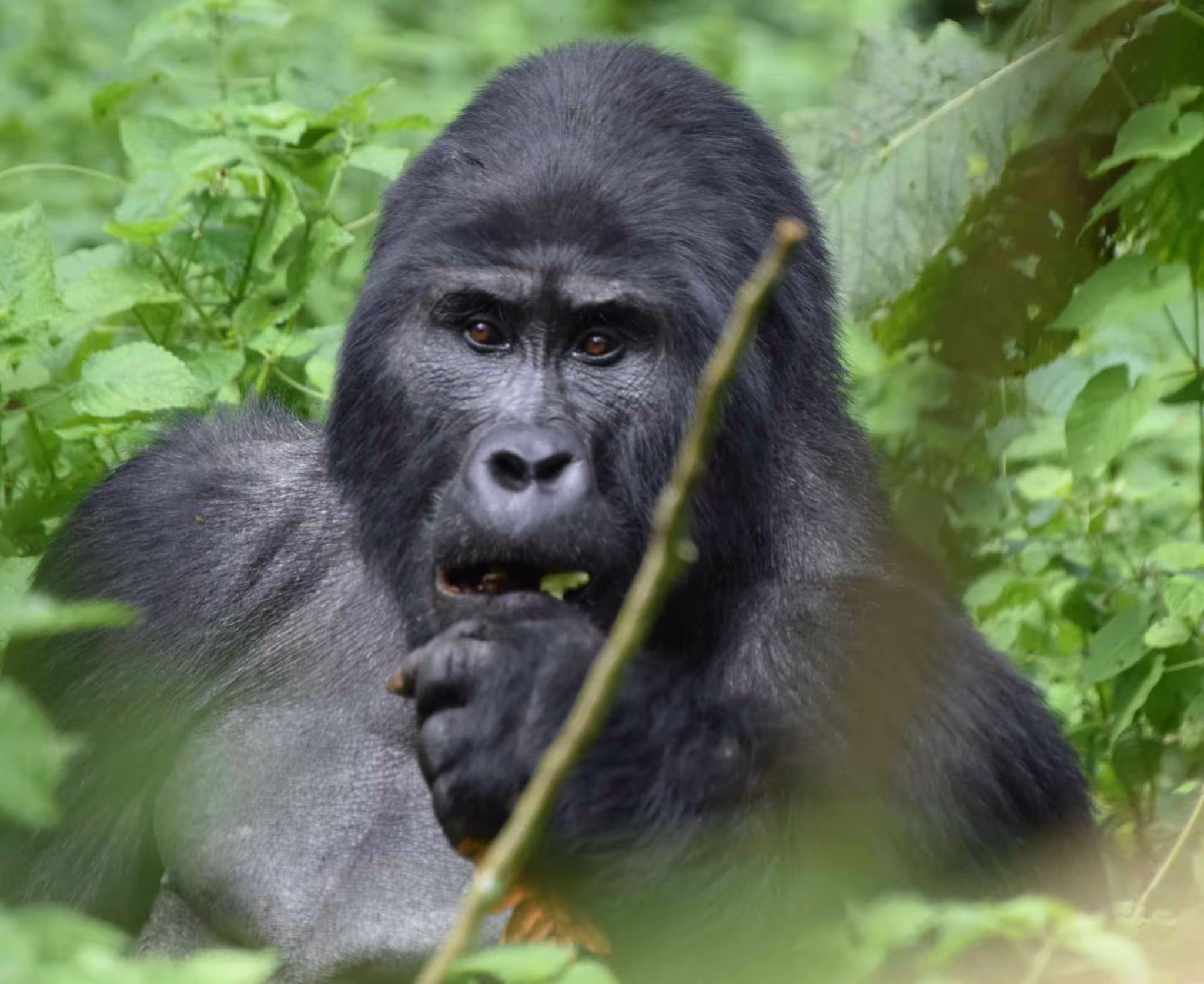 1 Day Gorilla Tracking in Volcanoes National Park