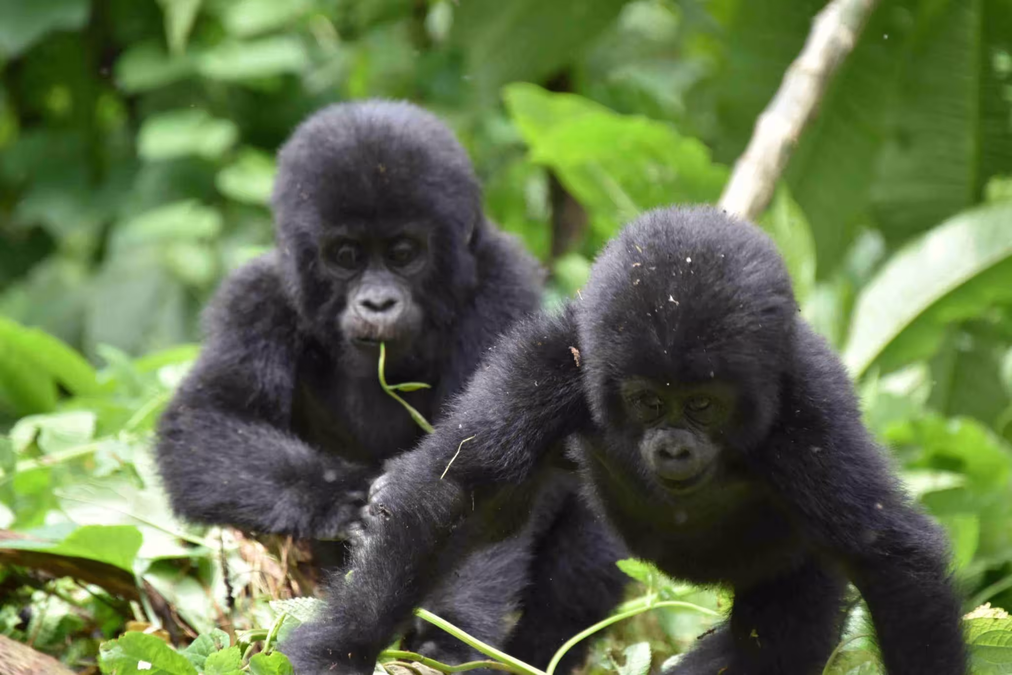 Uganda Tanzania Primate, Big & Beach Holiday