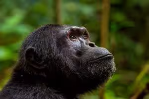 3 Day Chimpanzee Tracking Safari in Kibale National Park
10 Reasons Why You Should Visit Uganda In 2025