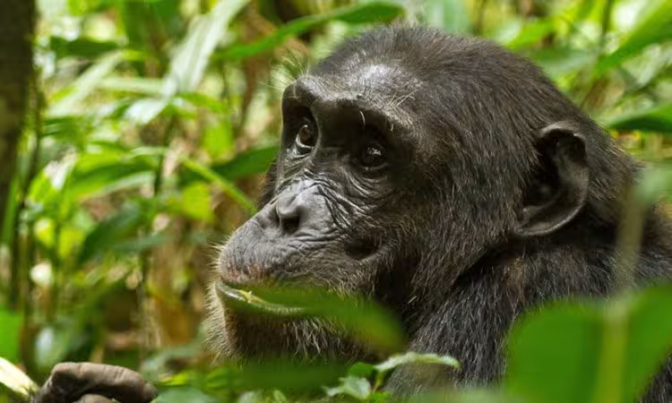3 Day Chimpanzee Tracking Safari