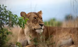 Murchison Falls National Park