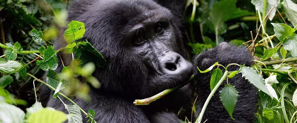 2 day gorilla tracking in volcanoes National Park