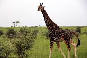 Murchison falls national park