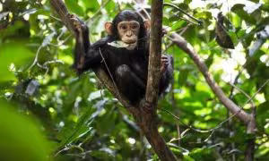 3 Day Exclusive Rwanda Chimpanzee Tracking