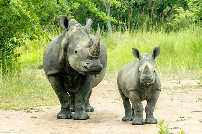 3 Day Murchison Falls National Park Safari