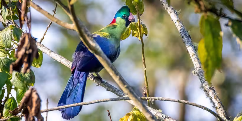 12 Days Exclusive Albertine Rift Endemic Birding Safari