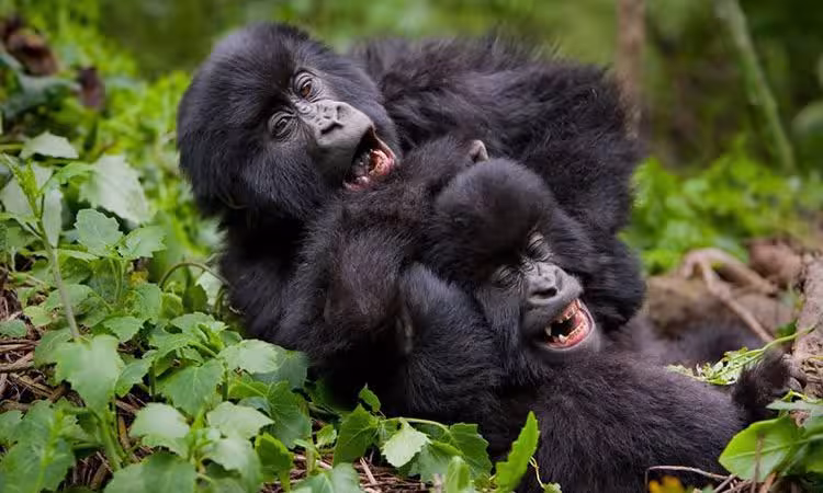 3 Day Gorilla Tracking Luxury Safari- Fly In