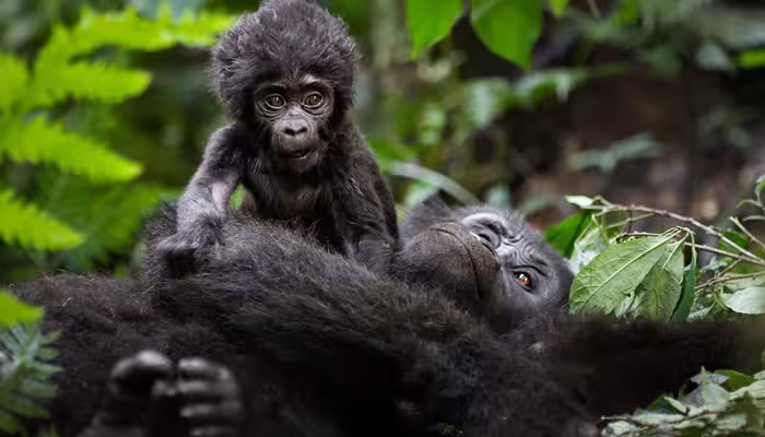 Is Uganda safe for tourist