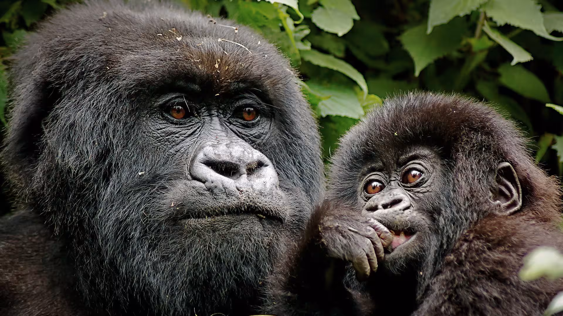 Uganda Primate, Big Five and Batwa Safari