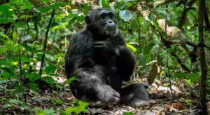 12 Days Big 5, Chimpanzee, and Gorilla Tracking Safari