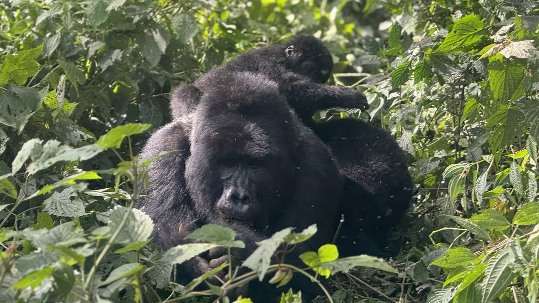 Budget activities to do in Bwindi Forest National Park