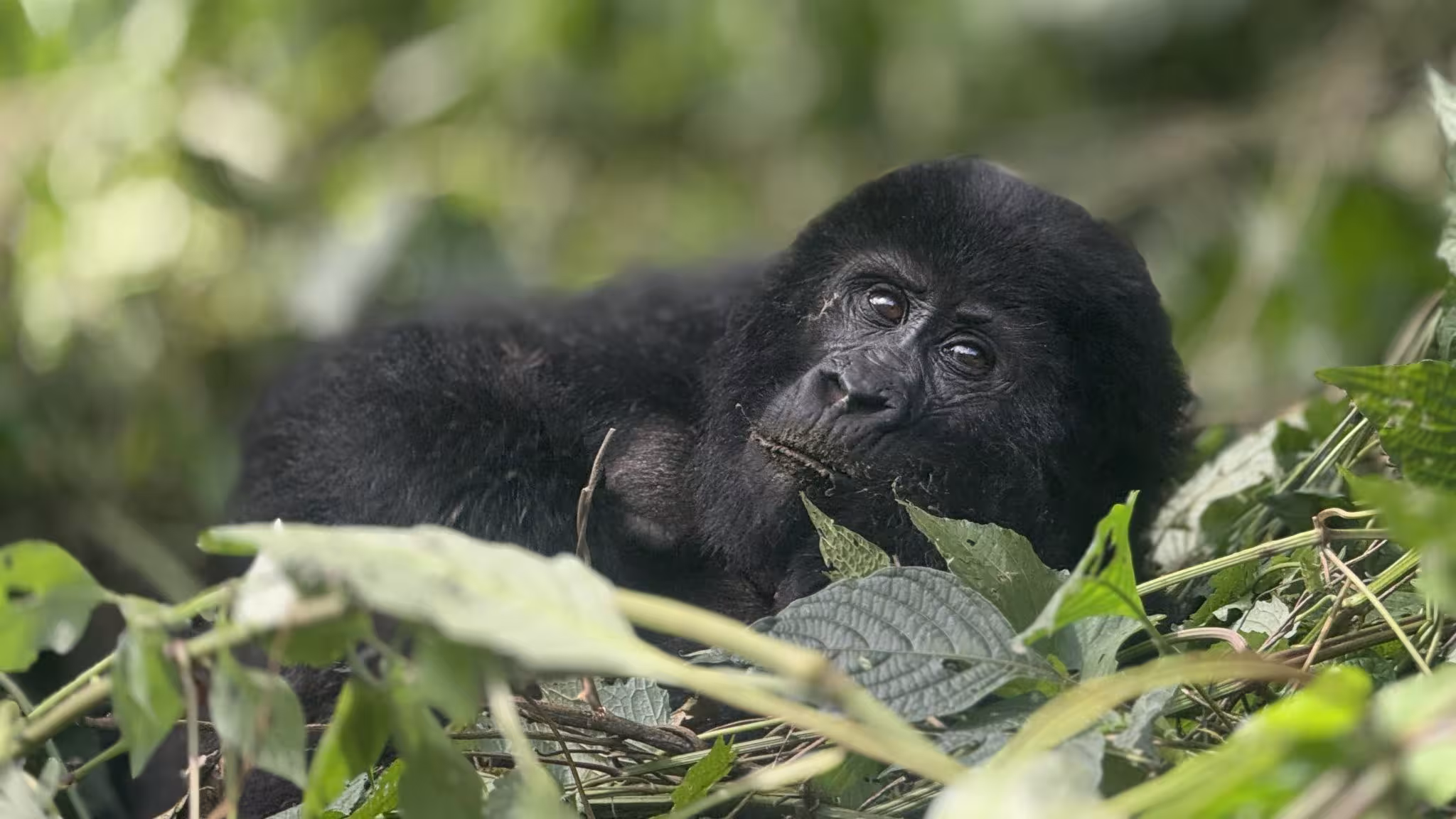Buhoma Sector of Bwindi Forest: Located in Kanungu District in the northwestern section of the park overlooking the breathtaking evergreen forest