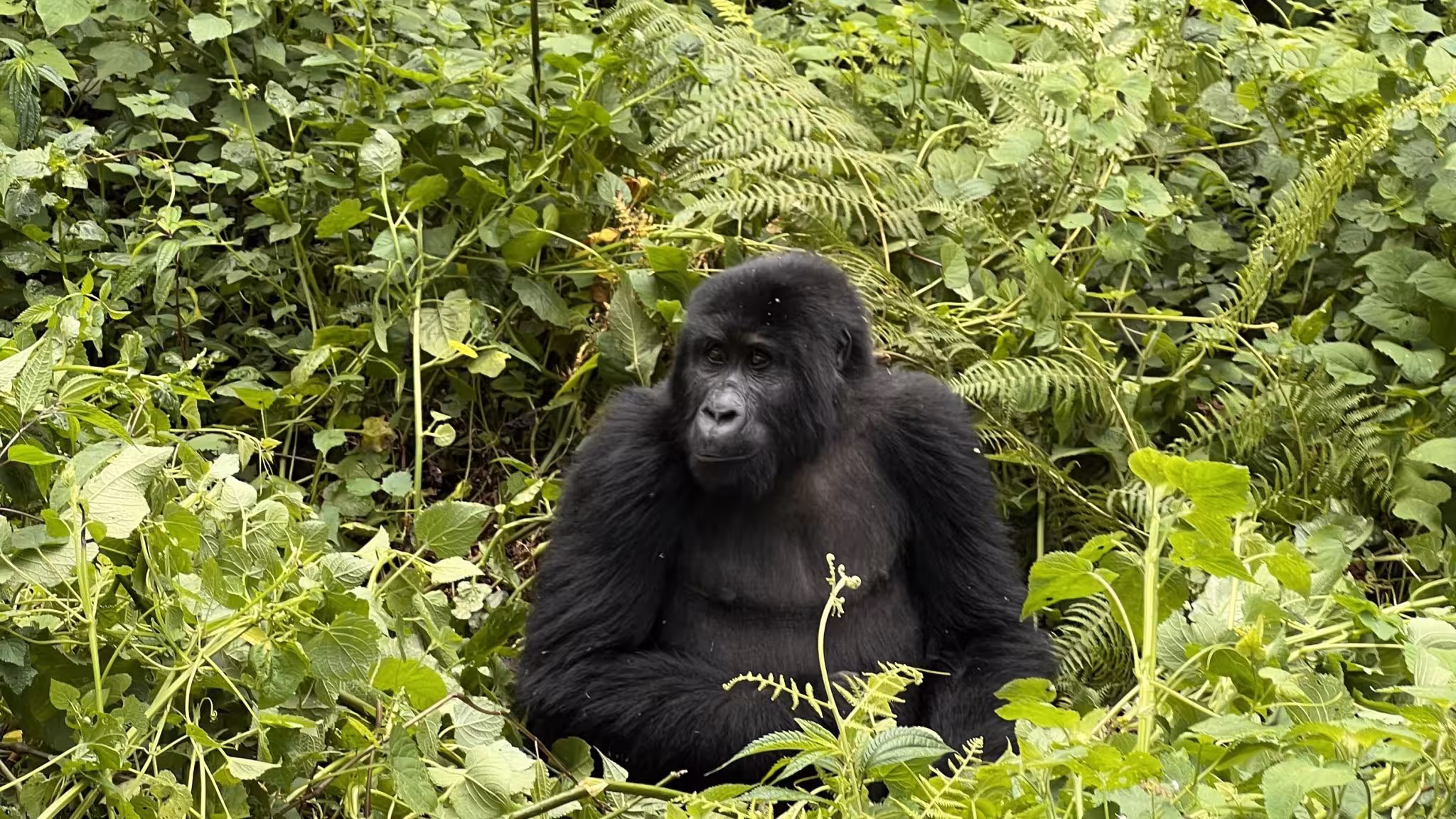Flying safaris to Bwindi Impenetrable Forest National Park