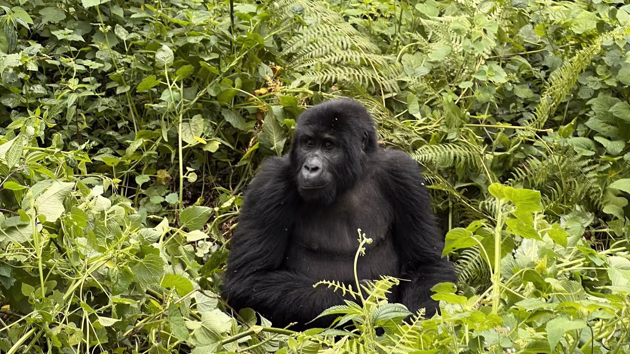 How far is it from Kampala to Bwindi Impenetrable Forest?