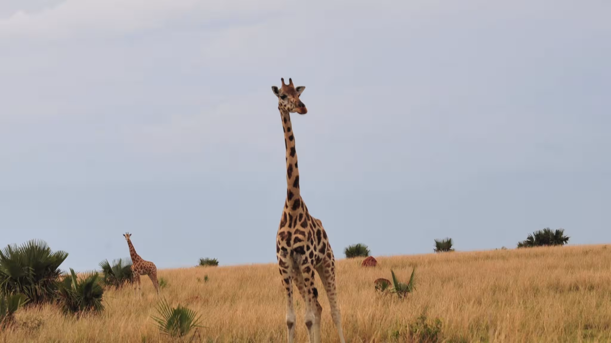 Exploring Kidepo Valley National Park: The northeastern region of Uganda is home to the remote and secret Kidepo
