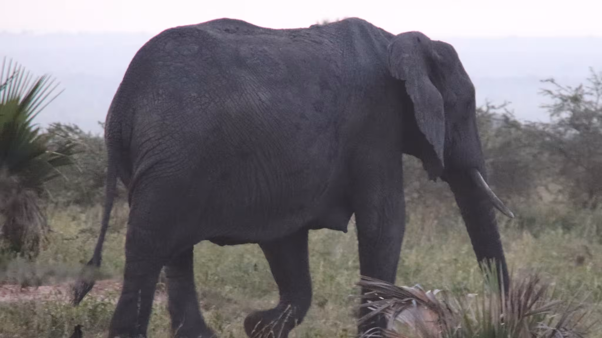 Kidepo Valley National Park budget safaris: On a safari in Uganda, one of the national parks that visitors would adore is Kidepo Valle