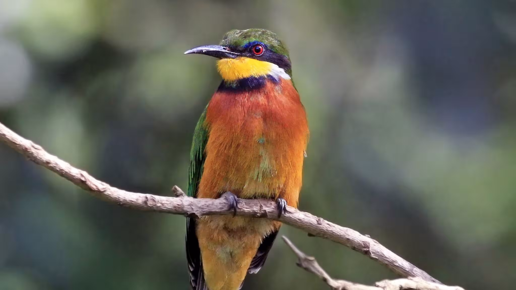 Species of Birds to see in Bwindi Forest
