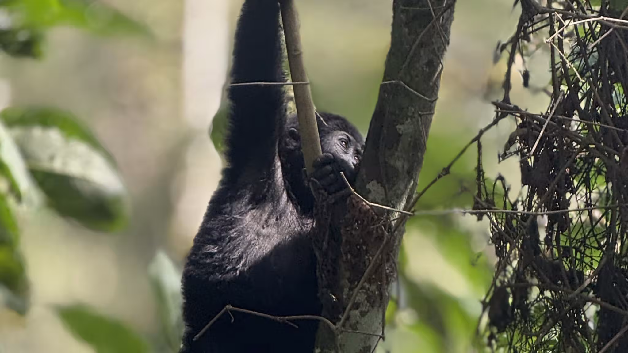 Uganda Gorilla Permits