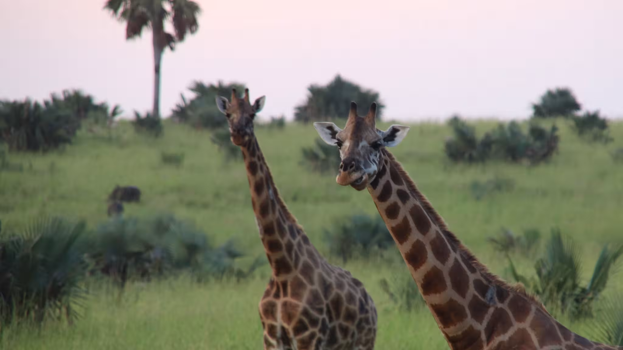 Best time for a game drive safari in Kidepo?