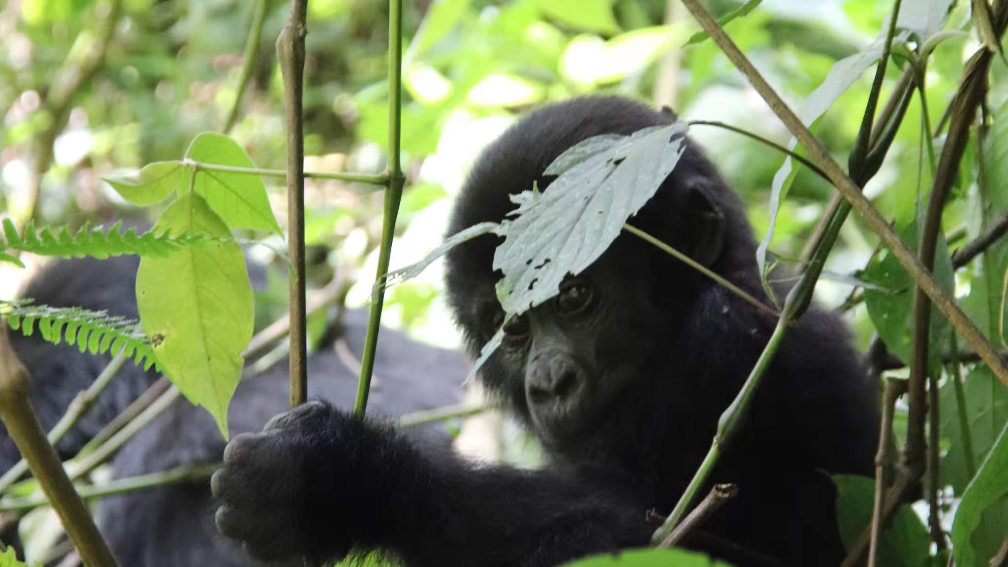 7 Day Primates & Wildlife Rwanda and Uganda Safari