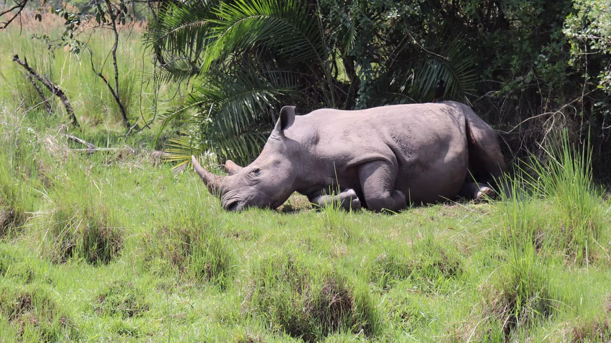 Rhinos in Ajai Wildlife Reserve: it was established in 1962 to protect the northern white rhinos in northwestern Uganda.