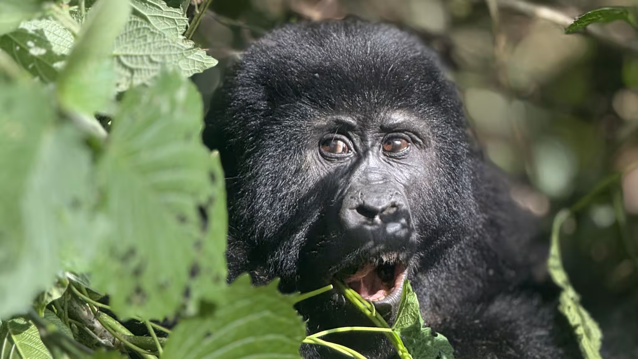 The price of gorilla trekking in Bwindi
