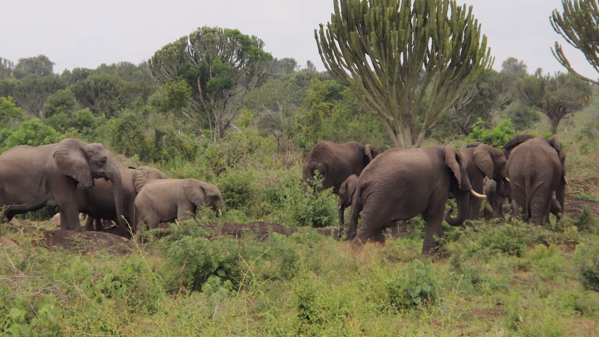 What vaccines do you need for a Uganda safari?
