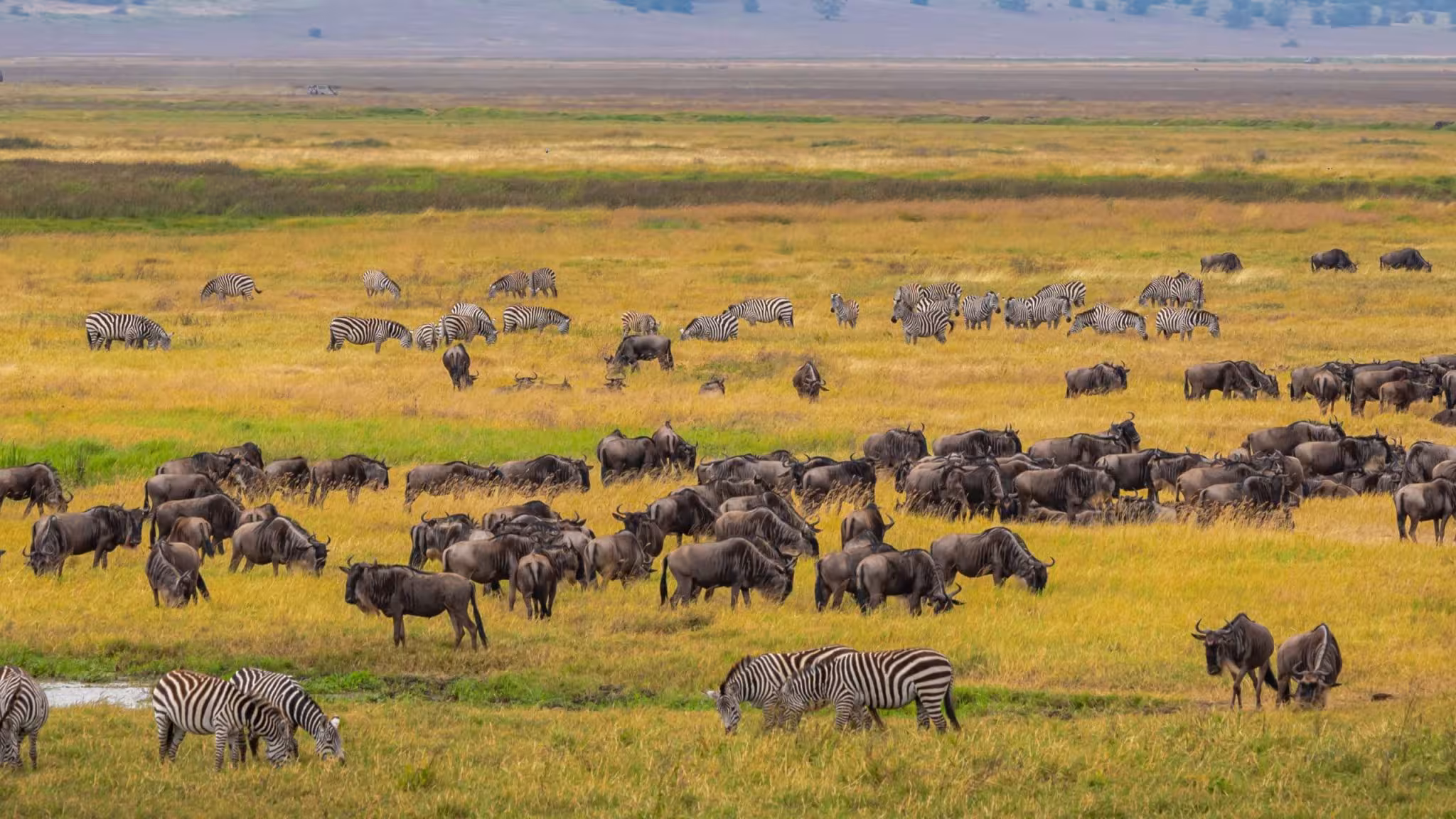 Tanzania
