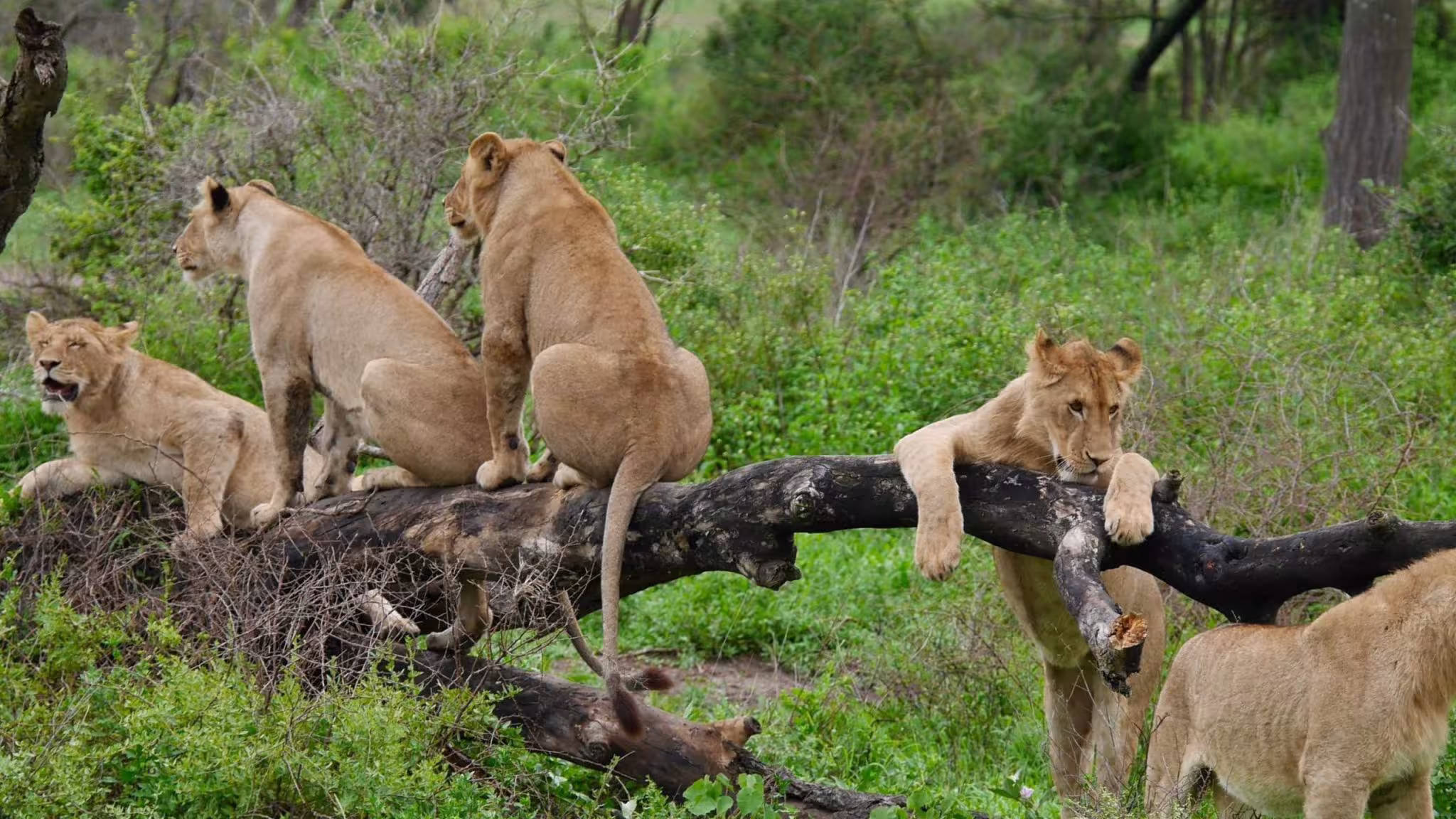10 Day Tanzania & Kenya Great Migration Safari