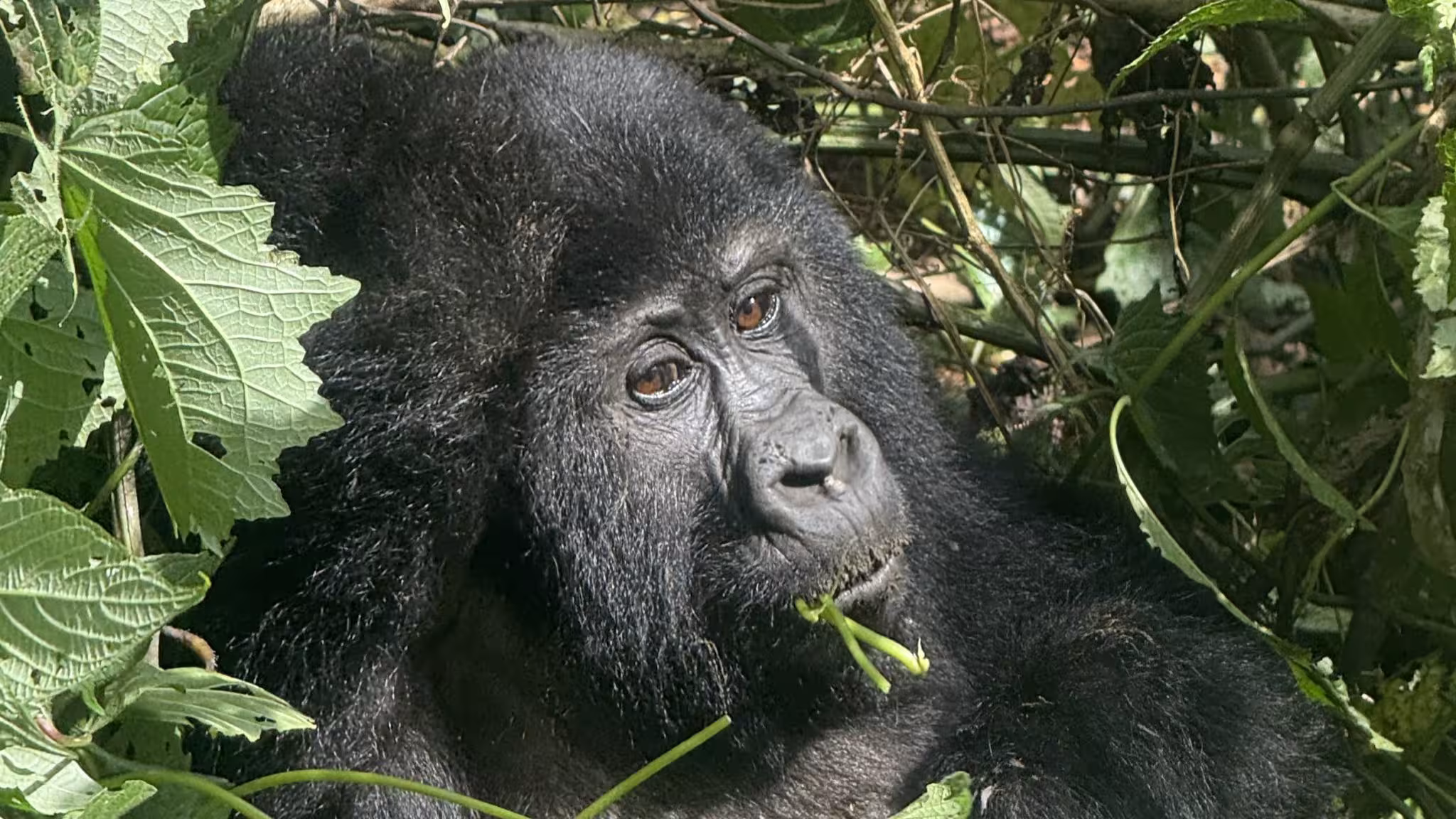 12 Day Uganda Luxury Safari