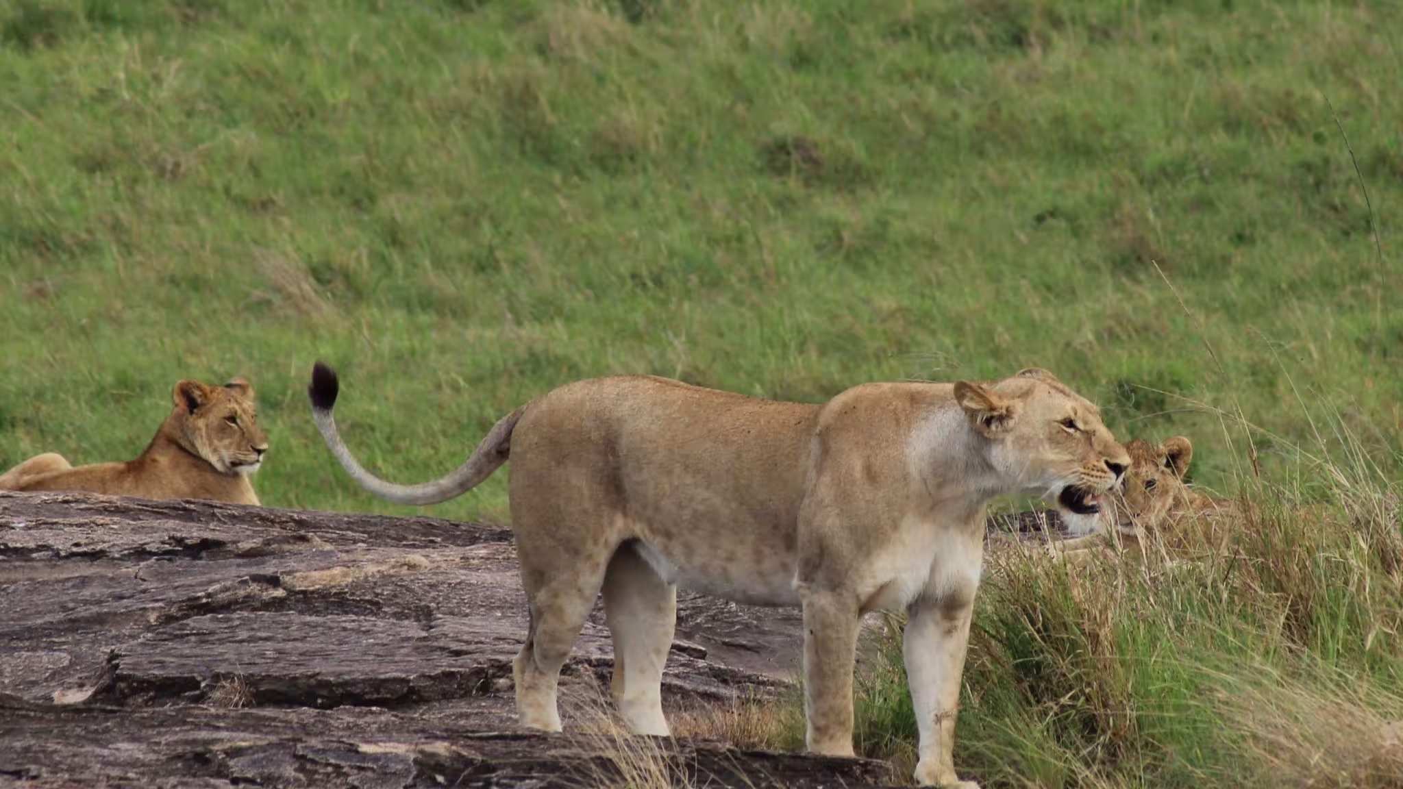 14 Day Kenya Classic Safari