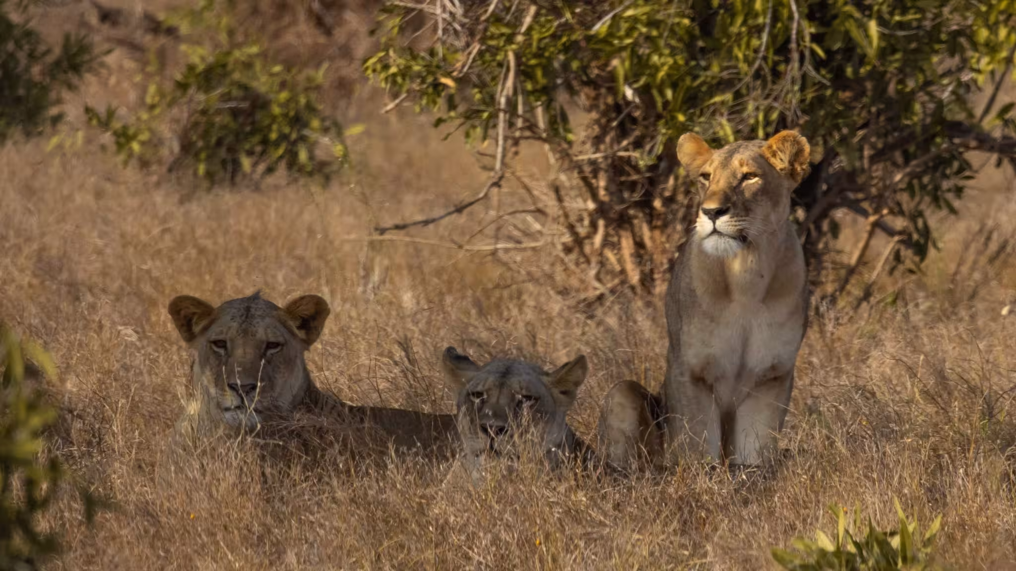 8 Day Tsavo & Amboseli Wildlife Safari