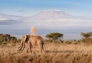 Kenya Safaris