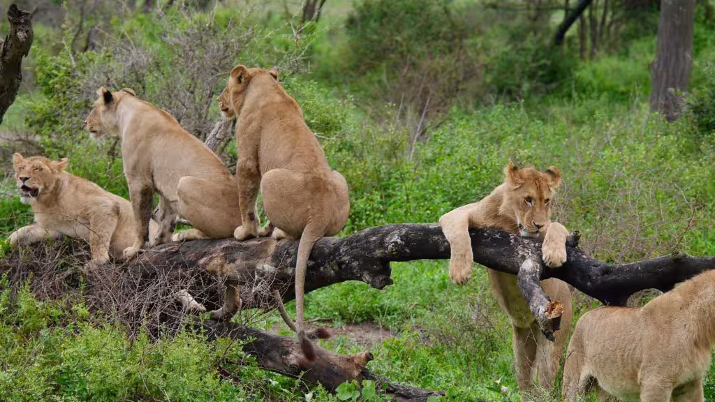 Tanzania Tours and Safaris