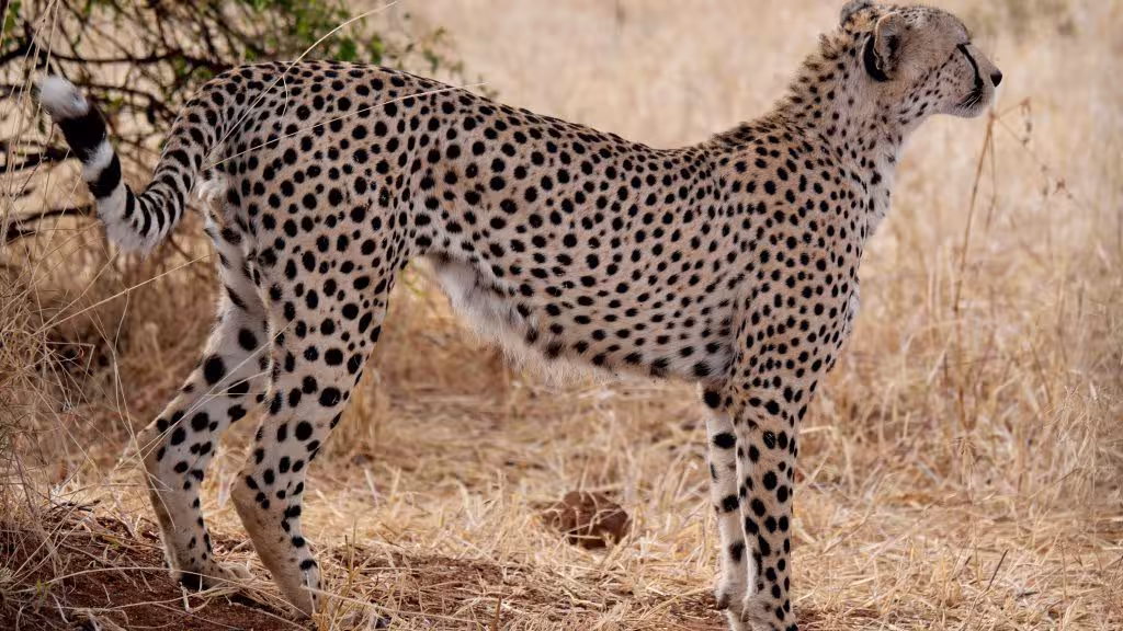 Cheetah in Tarangire National Park