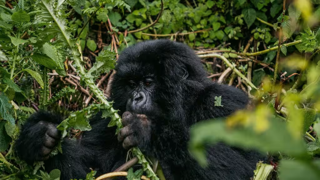 Gorilla Trekking in Volcanoes National Park