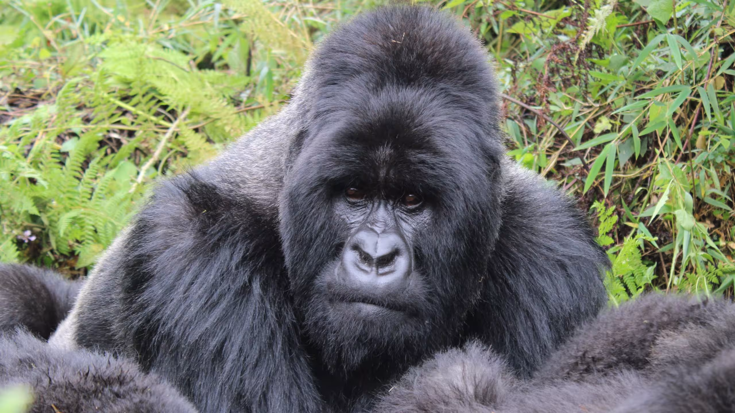 Gorilla Trekking in Volcanoes National Park