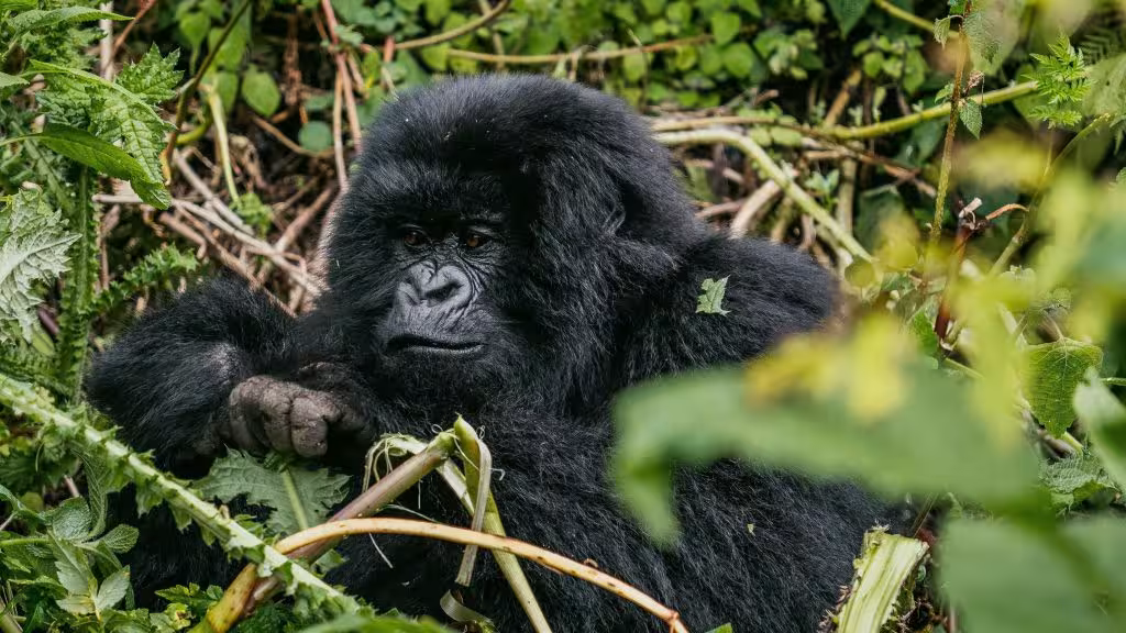 Gorilla Trekking in Volcanoes National Park