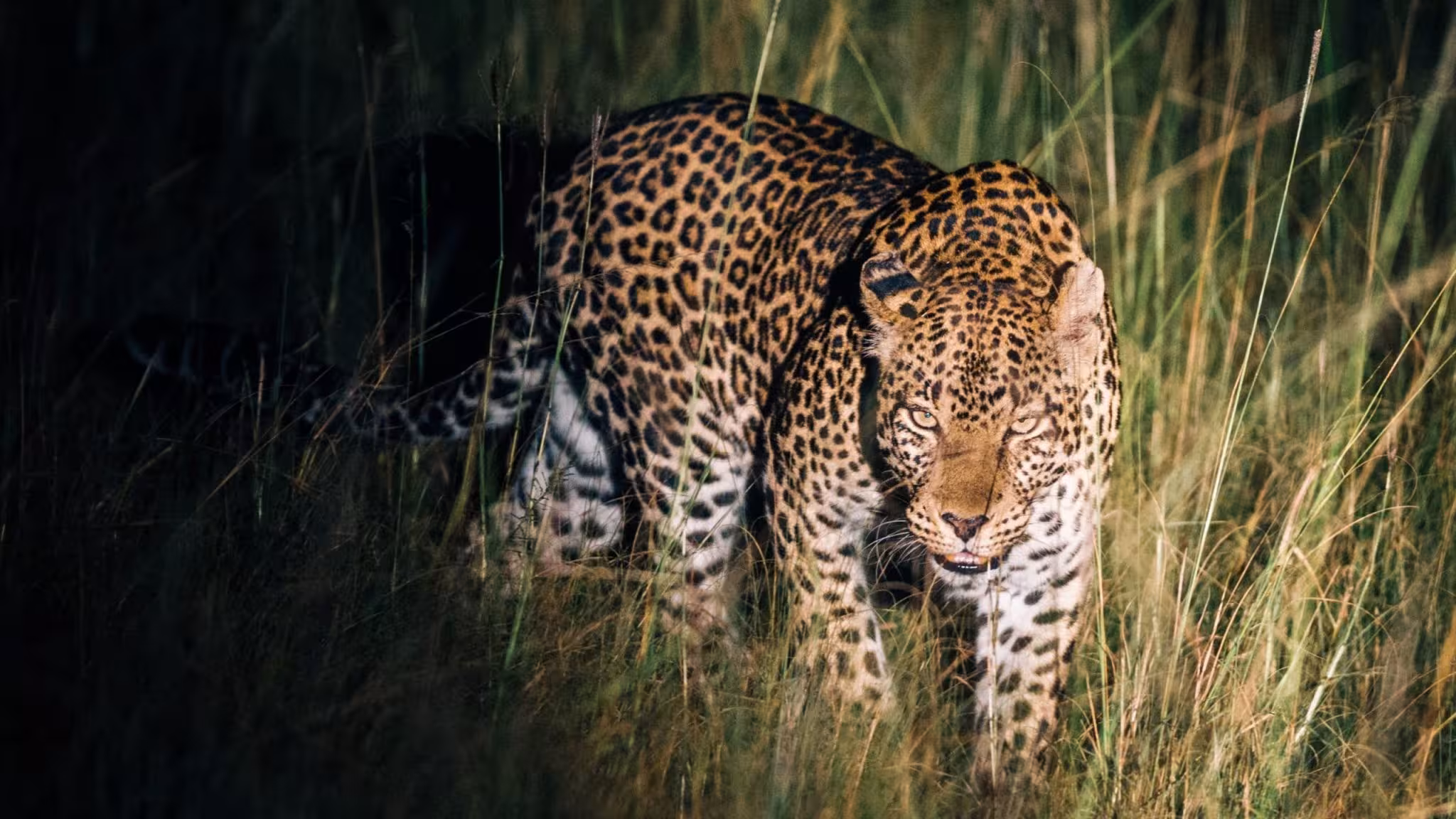 What to Expect on a Night Game Drive in Lake Mburo National Park?