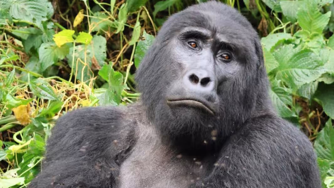 Uganda Gorilla Trekking from Kigali