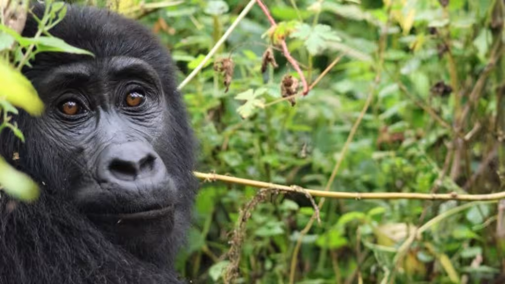 What Happens on the actual Gorilla Tracking Day?