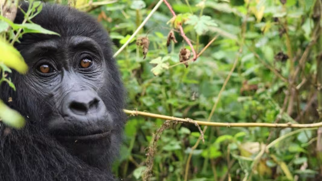 What Happens on the actual Gorilla Tracking Day?