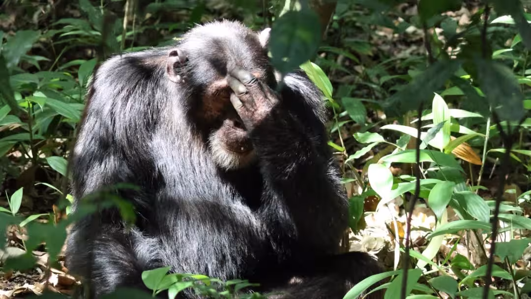 Nyungwe National Park