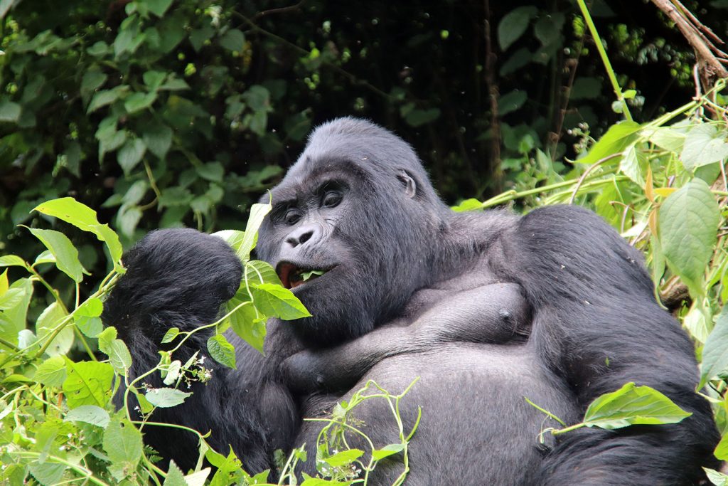 top Uganda travel tips for 2025