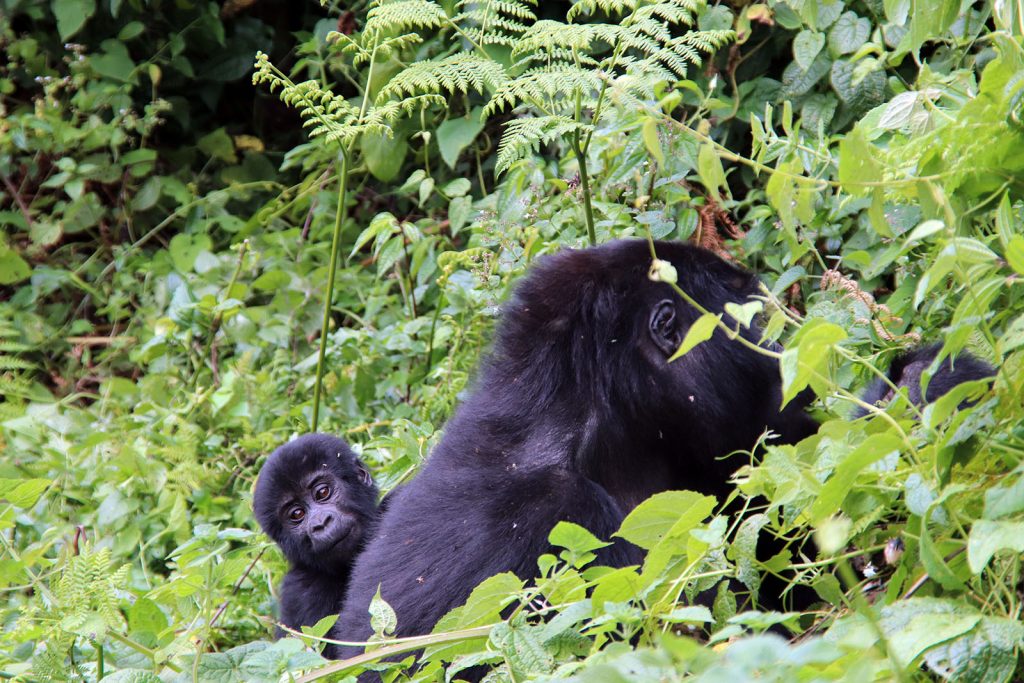 8 Day Murchison NP, Gorilla & Chimp Tracking Safari