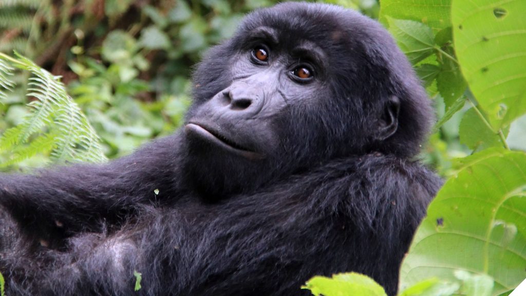 3 Day Gorilla and Golden Monkey Trekking Safari in Uganda