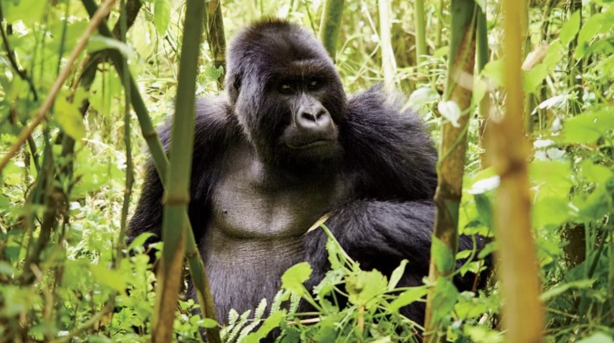 Bwindi Bamboo Trail