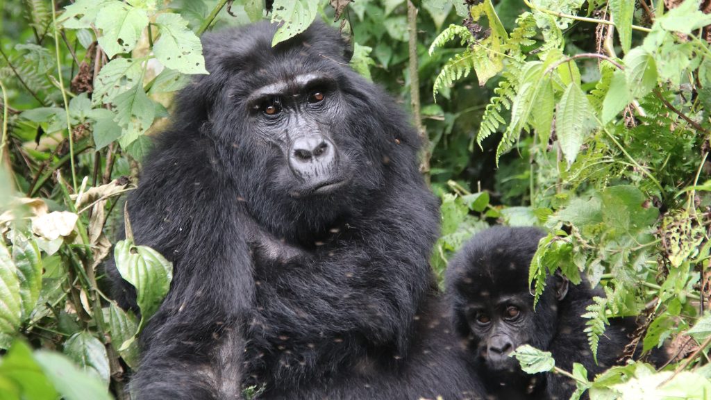 Double gorilla trekking Bwindi