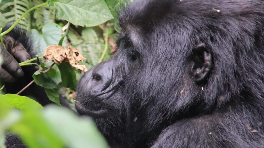 Bwindi National Park Safaris at affordable rates