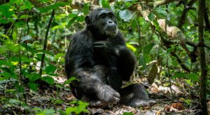 12 Days Big 5, Chimpanzee, and Gorilla Tracking Safari